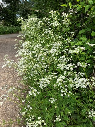 Frothy fuzzy cow parsley. You loved it. Missing you mum. 