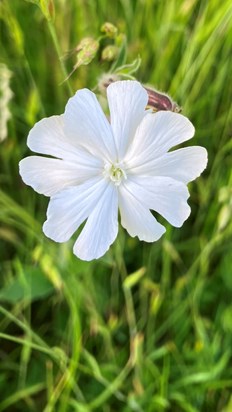 So beautiful, pure white. Taken late evening.