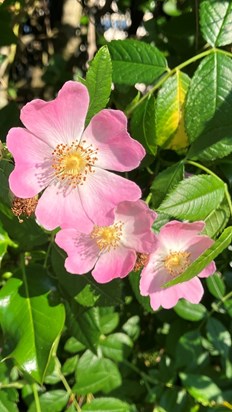 Beautiful dog roses at work xx 