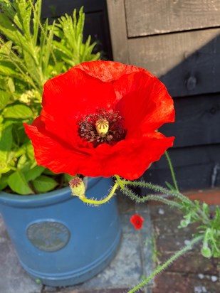 Wild poppies plonk themselves wherever they like! 