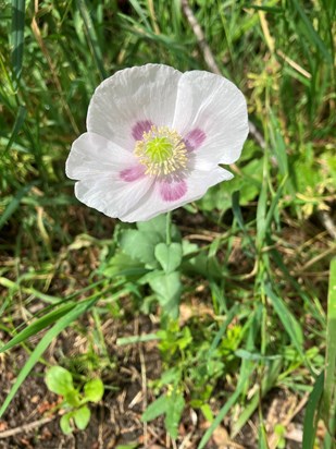 Saw this beautiful wild white poppy today. So delicate and perfect. You would have liked it mum x