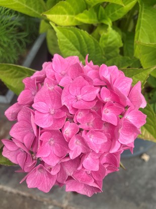 Your lovely hydrangea is flowering again. Miss you mum. Xx