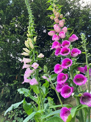 We love foxgloves don’t we! Missing you mum xx