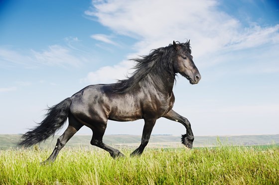 friesianStallion scaled