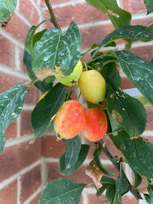 Your beautiful life continues along with the animals you loved in this Crab Apple tree. 25th July 2022