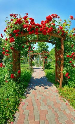 garden path under gates covered with roses 43493095[35] copy