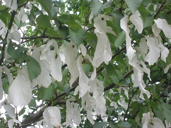 Handkerchief Tree 2