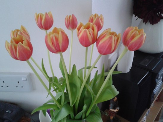your first tulips of the season, sent for you by Sharon with all our love 