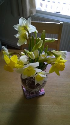 WP 20160306 002  Your Dafs from the garden bab xxx