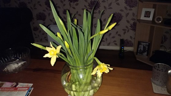 Daffodils on your birthday.. happy birthday mom