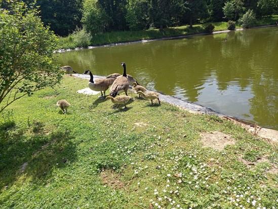 Goslings at hinton getting big.