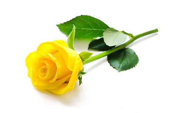 single-yellow-rose.jpg