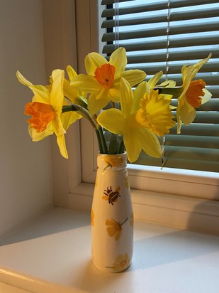 Grasmere Daffodils 🌼 xx