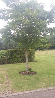 Georges tree with plaque