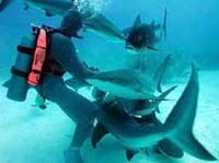 Shark Feeding