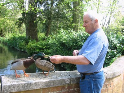 Feeding the local ducks