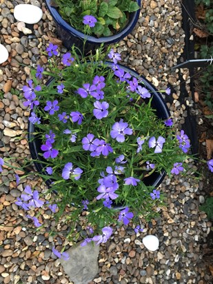 Blue Angel Silene in full bloom for my Angel Selene 