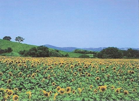Sunflowers growing on the plains of Andalucia, Spain