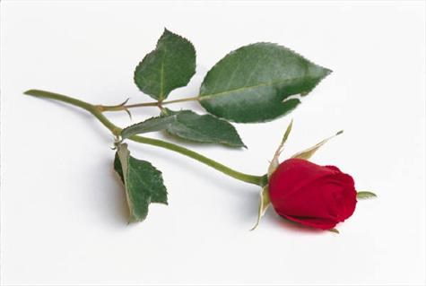 A single red rose has been left for Paul 