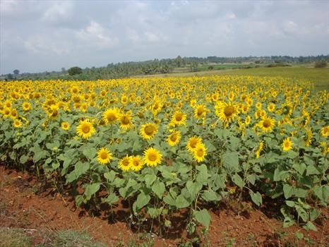 Thoughts of Paul - a field of sunflowers in southern India