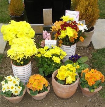Paul's "Birthday" flowers in the warm, sunny colours that he loved 