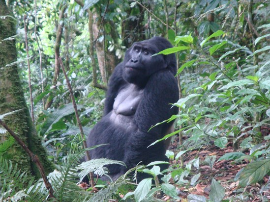 Paul would have loved to be face to face with this magnificent silverback gorilla