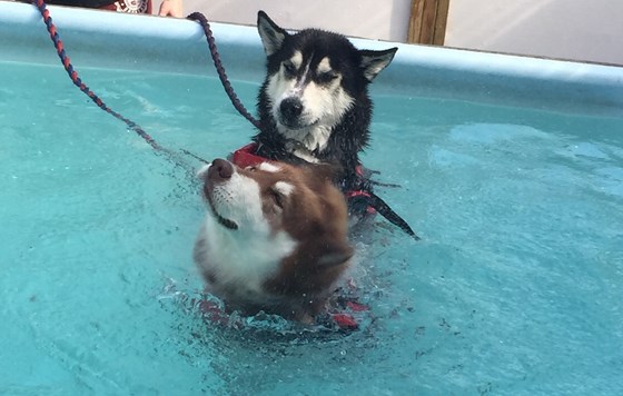 Dev would take the huskies for a swim most weeks with varying degrees of enjoyment