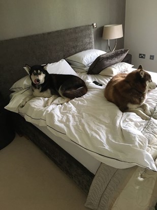 Feb 2017 Huskies commandeering the Dev bed