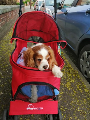 LUCKY IN HIS STROLLER