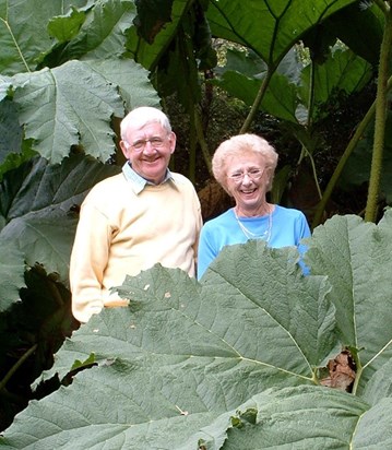 Giant rhubarb? Or far away Vera & Joe