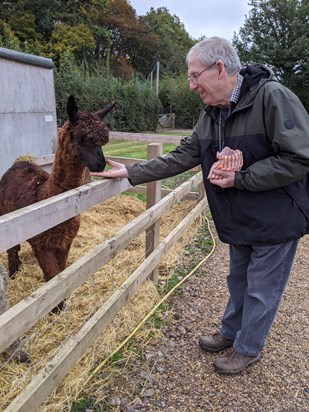 Dad feeding the llamas (or alpacas?) at Aldenham Country Park in April 2021
