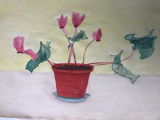 Cyclamen flowers, watercolour
