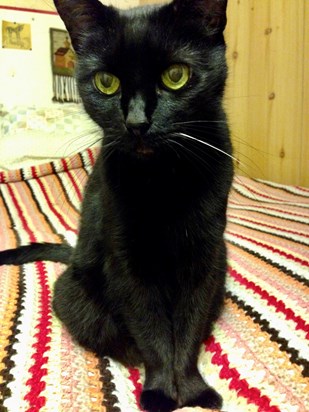 Cleo on Dad's bed