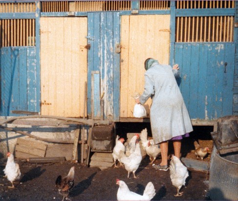 Gran and her chickens
