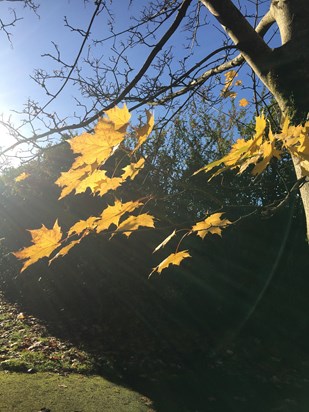 “Last of the leaves” 18/10/22, tree planted by PBL