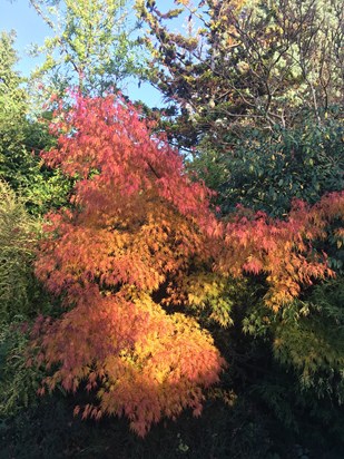 “ Acer in Autumn Splendour” Birches driveway. 12/11/22