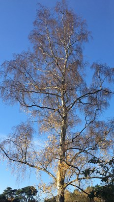 Pamela loved looking at this tree from her bed 