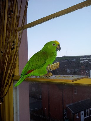 Dec 2013 - Punky the Amazon Green Parrot