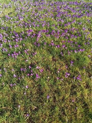 Double trouble took this picture of the flowers blooming across the road on their way over from school love you so much granny from Connie and Maisie xoxo