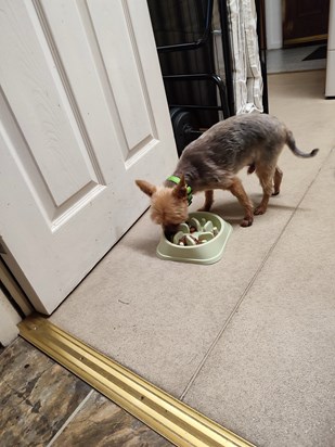 Had to put the tank back on his old bowl because he is eating way too quickly so Marley is once again the maze runner lol 🤣 love you mum xo