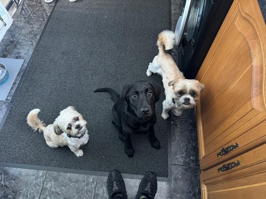 Probably one of the nicest photos of them all together and it was only because there was food involved 🙈 haha you know mum you see it all how ruffles and dollar are with diva you would have loved her mum! I miss you so much beautiful ❤️