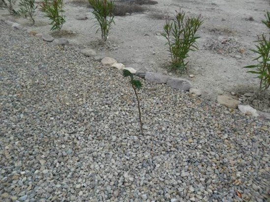 Tree Staghorn from Uk