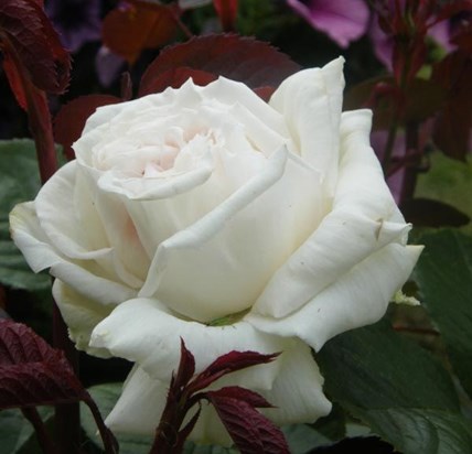 rosas-blancas
