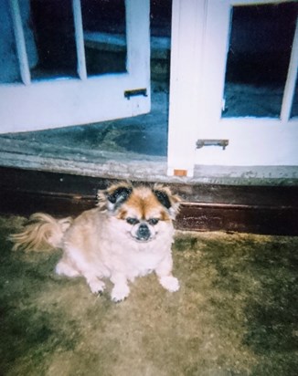 Yogi Bear, outside our cottage, 2001