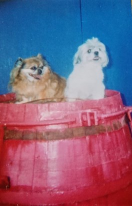 DSC 0502Yogi with his best friend Spike, 2002