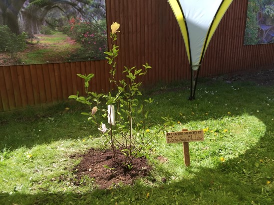 A memorial tree planted for Johnathan at Refocus - beautiful xxx
