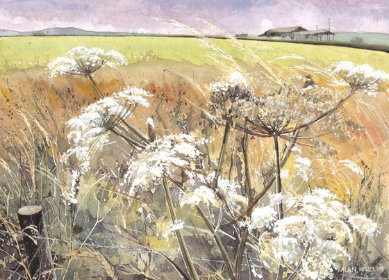 Cow Parsley