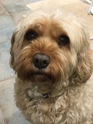 Bella - Dad's Coffee-Time Companion (if the biscuit jar was visible)