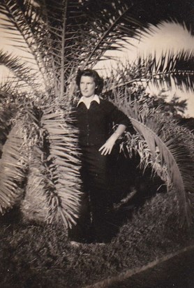 Dorothy palm trees