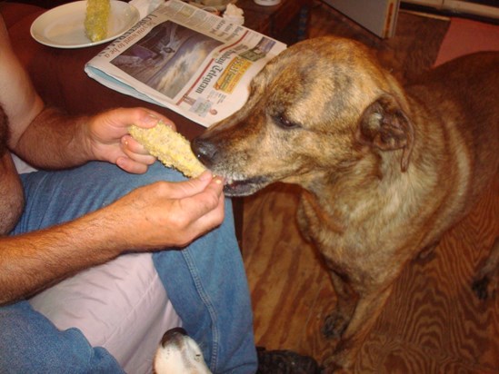 2011 Dennis lets George nibble on corn/ he loved his dogs and they gave him much pleasure